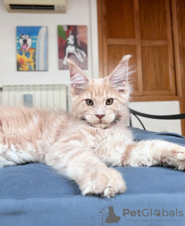 Photo №4. I will sell maine coon in the city of Berlin. breeder - price - 740$
