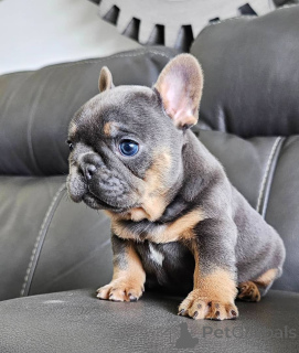 Photo №2 to announcement № 146272 for the sale of french bulldog - buy in Germany private announcement