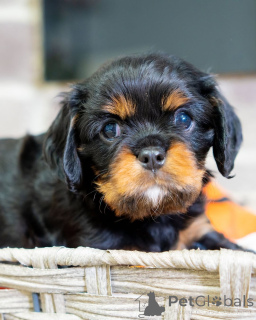 Photo №1. cavalier king charles spaniel - for sale in the city of Lintgen | negotiated | Announcement № 157217