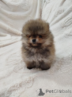 Photo №3. Beautiful Boo bear. Serbia