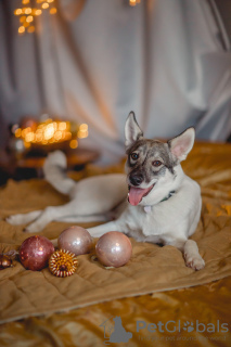 Photo №4. I will sell non-pedigree dogs in the city of Москва. private announcement - price - Is free