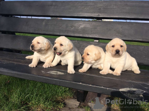 Photo №1. labrador retriever - for sale in the city of Berlin | 1585$ | Announcement № 43015