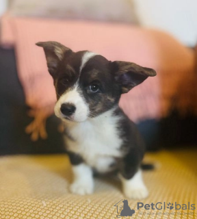 Photo №1. welsh corgi - for sale in the city of Зальцбург | 370$ | Announcement № 60320