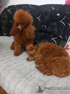 Additional photos: Red Poodle