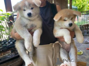 Photo №1. akita - for sale in the city of Árskógssandur | Is free | Announcement № 169605