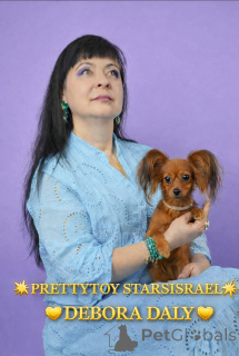 Photo №1. russkiy toy - for sale in the city of Haifa | 2000$ | Announcement № 163672