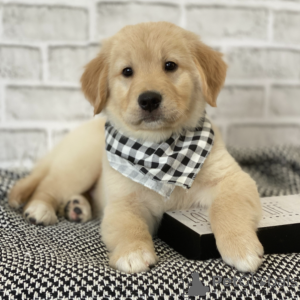 Photo №2 to announcement № 127691 for the sale of golden retriever - buy in United States breeder