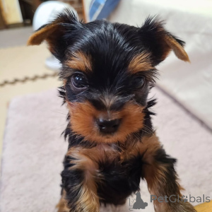 Photo №3. Yorkshire Terrier. Germany