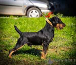 Photo №4. I will sell jagdterrier in the city of Belgrade.  - price - negotiated