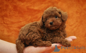 Photo №1. poodle (toy) - for sale in the city of Maribor | negotiated | Announcement № 175784