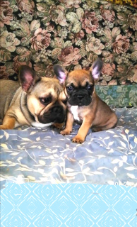 Photo №1. french bulldog - for sale in the city of Kiev | 400$ | Announcement № 4130