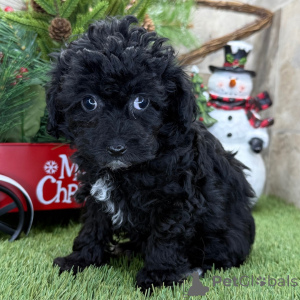 Photo №2 to announcement № 161025 for the sale of poodle (toy) - buy in United Kingdom private announcement