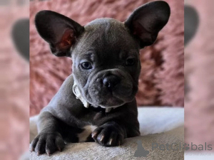 Photo №2 to announcement № 136634 for the sale of french bulldog - buy in Germany 