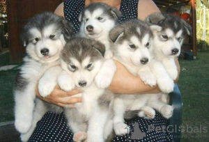 Photo №1. siberian husky - for sale in the city of Bremerhaven | negotiated | Announcement № 32012