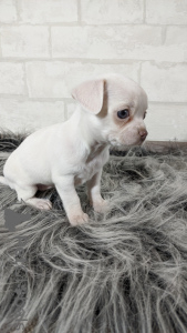 Photo №4. I will sell chihuahua in the city of Minsk. from nursery, breeder - price - negotiated