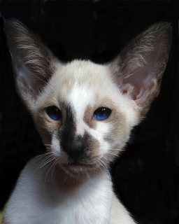 Photo №2 to announcement № 4835 for the sale of siamese cat - buy in Ukraine from nursery