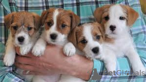 Photo №4. I will sell jack russell terrier in the city of Zürich.  - price - negotiated