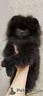 Photo №4. I will sell pomeranian in the city of Karlsruhe. private announcement - price - 2200$