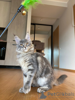 Photo №1. maine coon - for sale in the city of Riga | 1162$ | Announcement № 56795