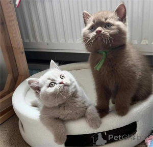 Photo №1. british shorthair - for sale in the city of Edingen-Neckarhausen | 361$ | Announcement № 154585