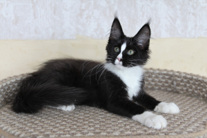 Photo №2 to announcement № 1842 for the sale of maine coon - buy in Russian Federation from nursery