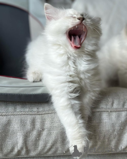 Photo №1. ragdoll - for sale in the city of Egilsstaðir | negotiated | Announcement № 155400