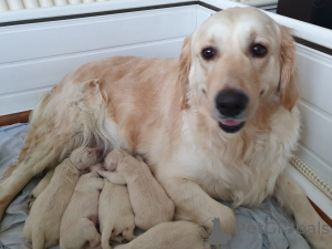 Photo №4. I will sell golden retriever in the city of Zandvoort. private announcement, from nursery - price - 491$