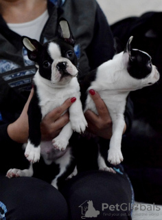 Photo №2 to announcement № 17875 for the sale of boston terrier - buy in Russian Federation from nursery
