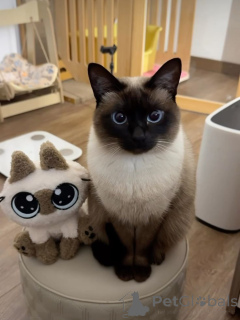 Photo №2 to announcement № 157084 for the sale of siamese cat - buy in Germany from the shelter, breeder