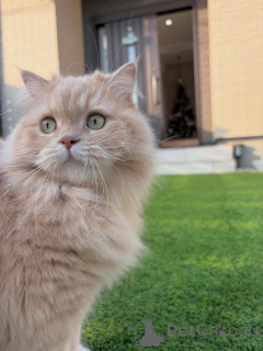 Photo №4. I will sell siberian cat in the city of Egilsstaðir. private announcement - price - negotiated