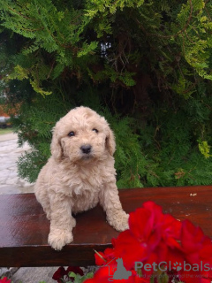 Photo №1. labradoodle - for sale in the city of Vilovo | 317$ | Announcement № 74953