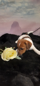 Additional photos: Puppy (female) Jack Russell Terrier