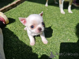 Photo №4. I will sell chihuahua in the city of Belen. private announcement, from the shelter - price - 568$