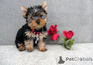 Photo №1. yorkshire terrier - for sale in the city of Helsinki | negotiated | Announcement № 156873