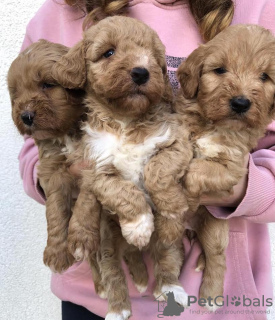 Photo №2 to announcement № 105047 for the sale of labradoodle - buy in Serbia breeder