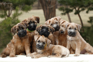 Additional photos: Puppies Irish Soft Coated Wheaten Terrier.