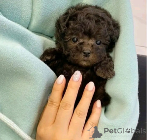 Photo №1. poodle (toy) - for sale in the city of Berlin | 282$ | Announcement № 137140