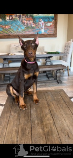 Photo №1. dobermann - for sale in the city of Arkansas City | negotiated | Announcement № 98612