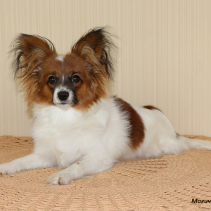 Photo №1. papillon dog - for sale in the city of Mogilyov | Negotiated | Announcement № 1554