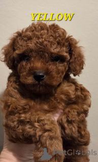Photo №4. I will sell poodle (toy) in the city of Capelle Aan Den Ijssel.  - price - 350$