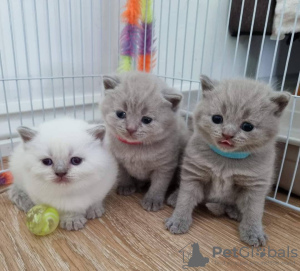 Photo №1. british shorthair - for sale in the city of Brookvale | Is free | Announcement № 103619