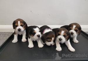 Photo №2 to announcement № 116056 for the sale of beagle - buy in Germany 