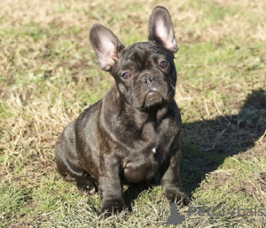 Photo №1. french bulldog - for sale in the city of Temerin | negotiated | Announcement № 91272