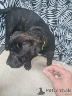 Photo №2 to announcement № 166185 for the sale of cane corso - buy in Germany 