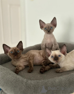 Photo №1. devon rex - for sale in the city of Bayroit | 361$ | Announcement № 154207