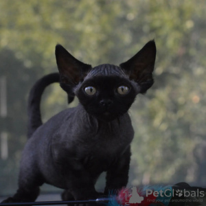 Photo №4. I will sell devon rex in the city of Munich. private announcement, breeder - price - 370$