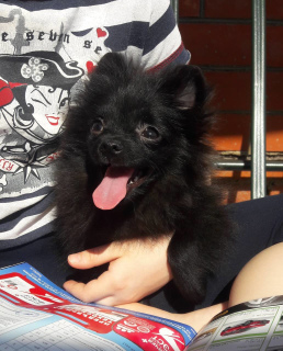 Photo №1. pomeranian - for sale in the city of Москва | 335$ | Announcement № 2273