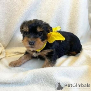 Photo №2 to announcement № 163020 for the sale of yorkshire terrier - buy in Germany private announcement, from the shelter