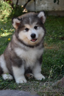 Photo №1. alaskan malamute - for sale in the city of Šid | negotiated | Announcement № 176289