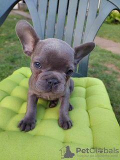 Photo №3. Adorable male french bulldog puppies for sale. Hungary